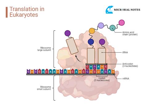 Eukaryotic Translation Easy Explained Microbial Notes