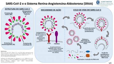 Pdf Sars Cov E O Sistema Renina Angiotensina Aldosterona Sraa