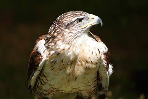 Red-Tailed Hawk Bird - Free photo on Pixabay - Pixabay