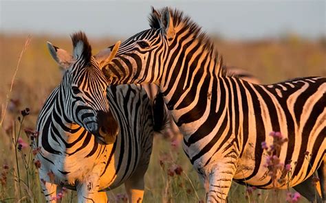 HD wallpaper: Zebra Animals, Nature, background | Wallpaper Flare