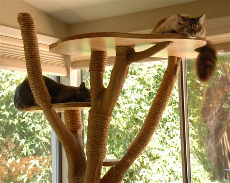 Cat Tree Made From Real Tree Diy Cat Tree Diy Cat Tower Cat Tree