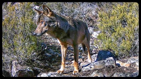 Loba Ib Rica Canis Lupus Signatus Youtube