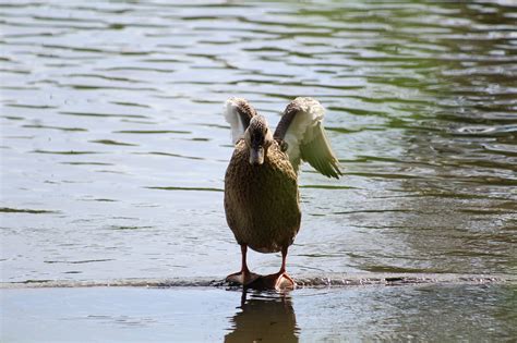 Bird Duck Habitat - Free photo on Pixabay - Pixabay