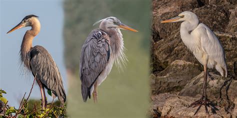 The NHBS Guide to UK Heron, Egret and Bittern Identification