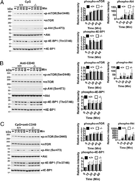 Bank1 Deficiency Does Not Affect 4e Bp1 Phosphorylation Controlled