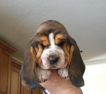 426 Popular Basset Hound Names - Animal Hype