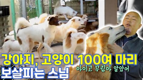 강아지 고양이 100여 마리와 동거하는 스님의 특별한 사연 Kbs 방송 Youtube