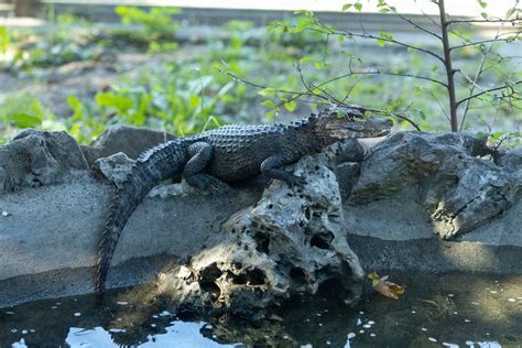 Small Baby Alligator Sitting On The Tree In The Belgrade Zoo Creative