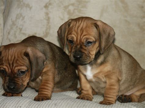 Daug Dog Pug And Dachshund Mix