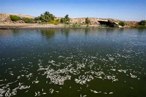 Miles De Peces Muertos Aparecen A Orillas De Un R O En Irak Fotos