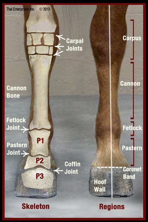 Vitals & Anatomy - Horse Side Vet Guide