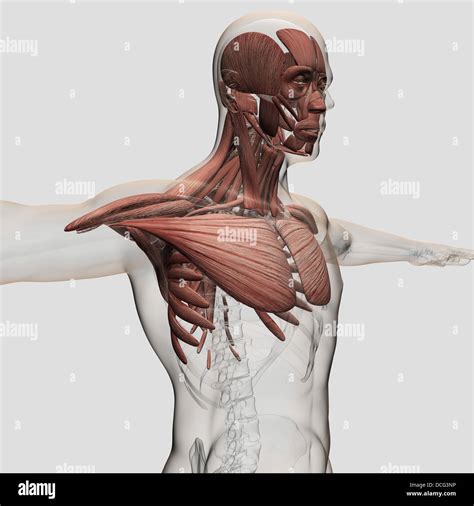 Upper Anterior Muscles Anatomy Stock Photo Alamy | atelier-yuwa.ciao.jp