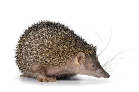 greater madagascar tenrec  white background stock photo image