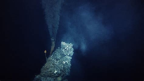 How Do Deep Sea Microbes Survive With No Sunlight