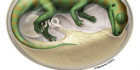 Dinosaur Embryo : Dinosaur Incubation Periods Directly Determined From ...