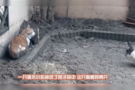 猫咪不小心掉进兔子窝，看到两只肥兔子后，请忍住不要笑