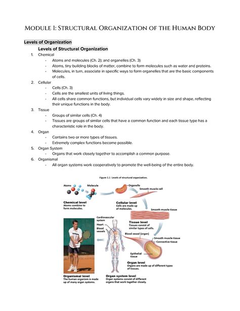 Module 1 Structural Organization Of The Human Body 2 And