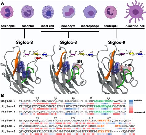 A Siglec 8 9 And 3 Lectin Domain Structures Grey And Their