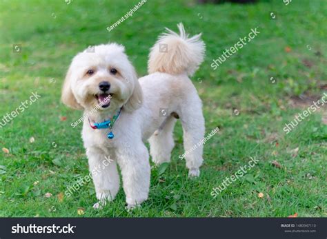 Toy Poodle Terrier Mix