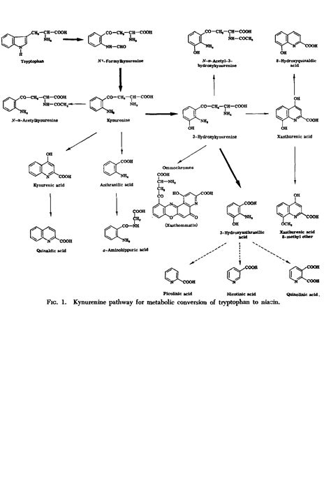 Kynurenine Pathway For Metabolic Conversion Of Tryptophan To Niacin