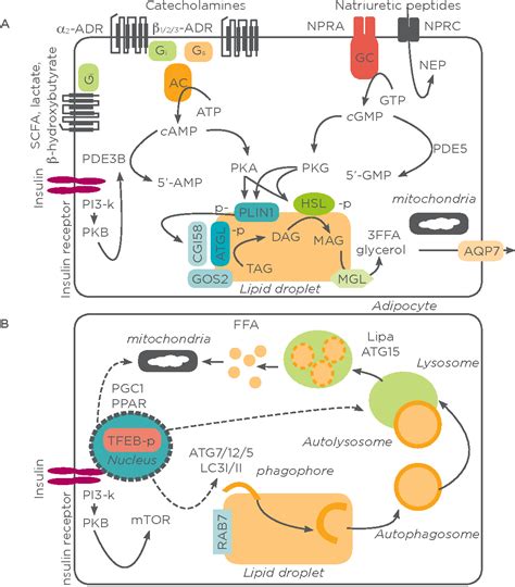 Figure 1 from Targeting Adipose Tissue Lipid Metabolism to Improve ...