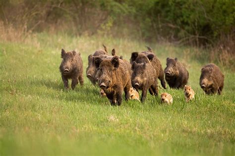 The Us Has A Wild Hog Problem Insidehook