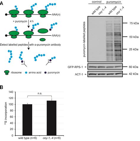 Figure 6 From The Functions Of Y Box Binding Proteins In Caenorhabditis