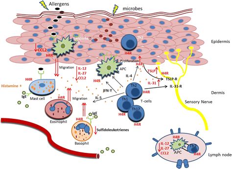 The Role Of The Histamine H4 Receptor In Atopic Dermatitis And