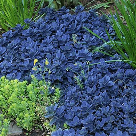 Sedum Sunsparkler® Blue Pearl Johnson Nursery Corporation