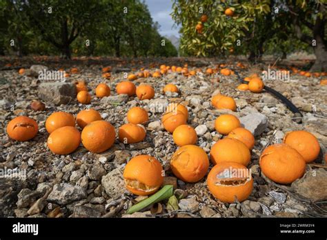 Orange Trees Costa Blanca Hi Res Stock Photography And Images Alamy