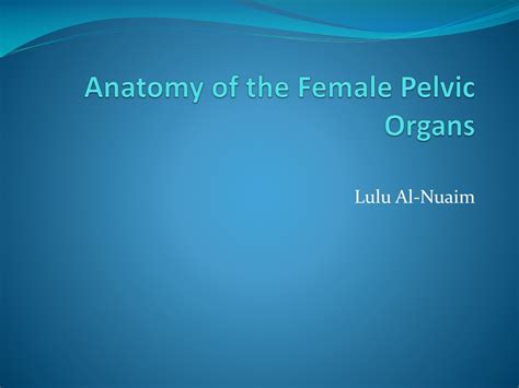 Ppt Anatomy Of The Female Pelvic Organs Powerpoint Presentation Free