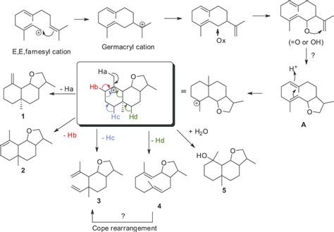 Proposed Biosynthetic Pathway For Compounds 1 5 Download Scientific