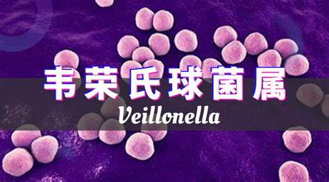 科学网— 转载 人类肠道核心菌属——韦荣氏球菌属（veillonella）【与马拉松运动相关】 张成岗的博文