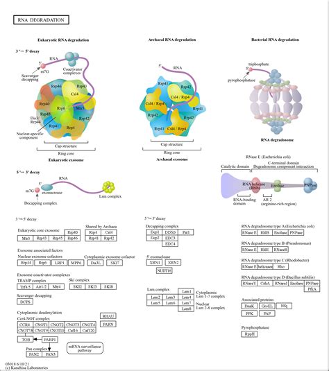 Kegg Pathway Rna Degradation Reference Pathway