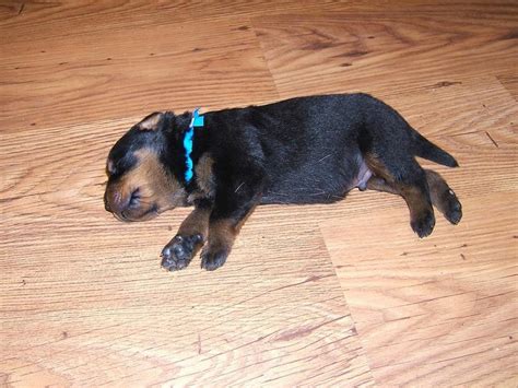 newborn rottweiler puppy picture.jpg (3 comments) Hi-Res 720p HD