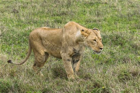 Lion hunting stock photo. Image of lunch, hunt, feline - 17925320