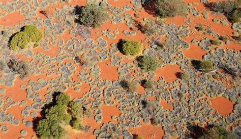 Secret Of The Australian Fairy Circles Revealed Techzle