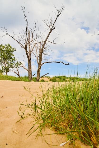 Imagem De Dunas De Areia Areia E Grama Verde De Perto E Rvores