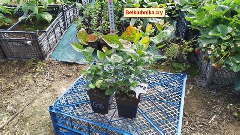 Саженцы голубики Блюголд купить в питомнике - Belklubnika