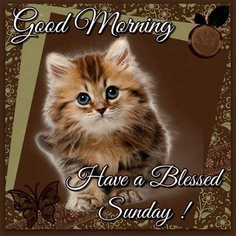 Happy Sunday Cat