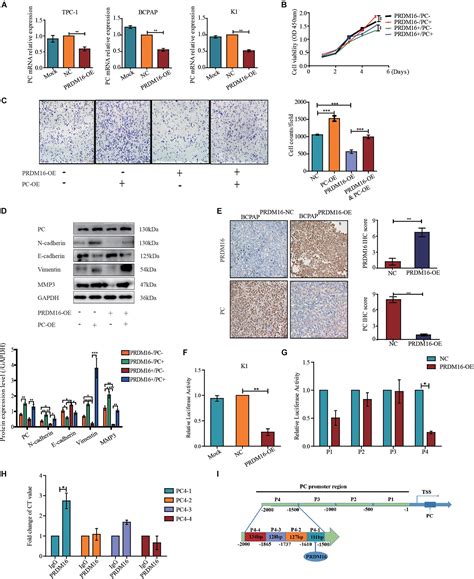 Frontiers Prdm16 Inhibits Cell Proliferation And Migration Via