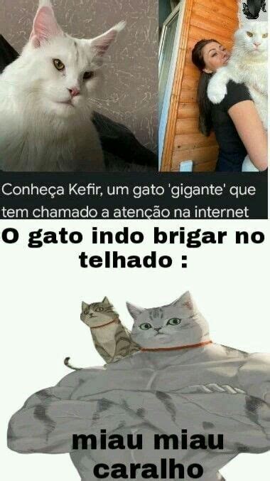 O Gato Saiu Da Jaula Memes Engraçados Meme Engraçado Fotos Com