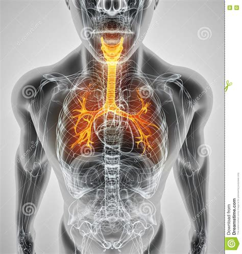 Illustration D Von Kehlkopf Trachea Bronchien Stock Abbildung