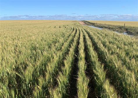 South Australian Crop Forecast Trimmed To 7 9Mt Grain Central