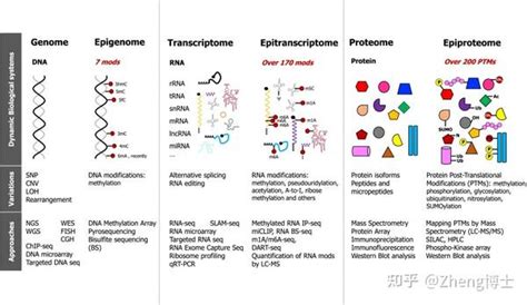 表观遗传修饰 知乎
