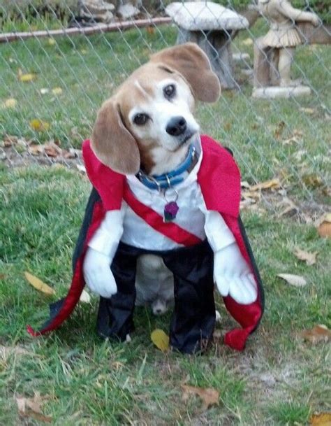 Beagle. Dracula dog costume. | Dog costume, Dog halloween costumes, Beagle