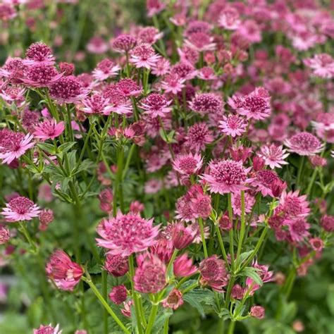 Astrantia Major Roma Zeeuws Knoopje Vaste Tuinplanten