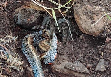 Tarantula Found Eating a Snake in Wild for First Time