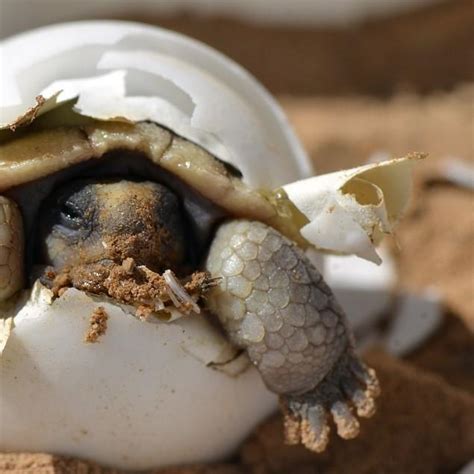 Gracias Por Tu Ayuda Acuario Grave Aparato Reproductor Tortuga Macho