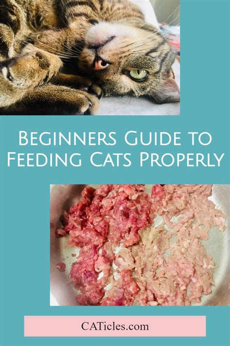 How To Feed Your Cats Properly Cat Nutrition Best Cat Food Cat Food